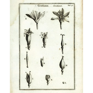 1797 Authentic Antique Steamless Gentian Gentiana Wildflower Print Botanical Natural History Wall Art Home Decor