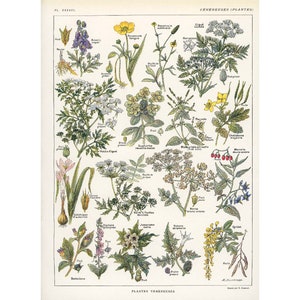 1922 giftige planten giftig gif, oude botanische plaatidentificatie, vintage Larousse illustratie