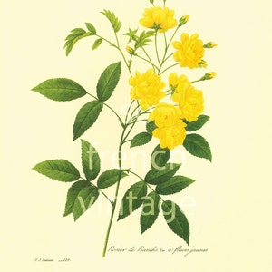 1983 Rosal de Banks con flores amarillas, Reproducción Pierre Joseph Redouté, Flores rosas, Placa botánica