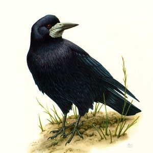 Könnte beinhalten: Ein schwarzer Rabenvogel mit einem weißen Fleck im Gesicht sitzt auf dem Boden mit grünem Gras und brauner Erde. Der Vogel hat einen langen schwarzen Schnabel und dunkelbraune Augen.