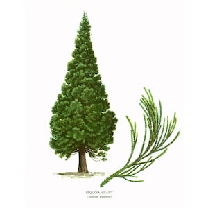 1967  Red Wood Print. Sequoia Print. Vintage Botanical Illustration Wall Art Home Decor