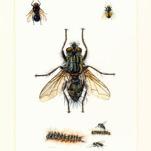 Könnte beinhalten: Eine detaillierte Illustration einer Fliege mit grünem und schwarzem Körper, klaren Flügeln und haarigen Beinen. Die Fliege ist umgeben von kleineren Fliegen und einer Raupe mit braunen und orangefarbenen Haaren.