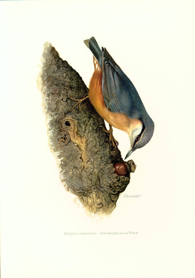 1969 wood nuthatch Sitta europaea print, Vintage Alpine Mountain Bird Print, Ornithology, nature wall art image 2