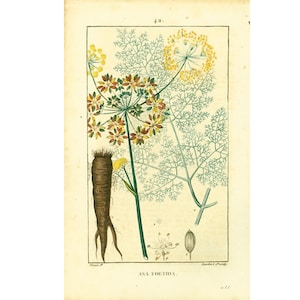 Könnte beinhalten: Eine botanische Illustration von Asa Foetida, einer blühenden Pflanze mit gelben und braunen Blüten, grünen Blättern und einer braunen Wurzel. Die Illustration stammt aus einem alten Buch und enthält den Text "ASA FOETIDA."