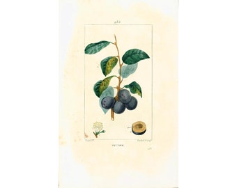 1831 Plum Tree Antique Print Orchard Natural History Botanical Botany Wall Art framing Home decor