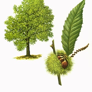 1967 Sweet Chesnut Tree Print Castanea sativa Vintage Botanical Illustration Wall Art Home Decor