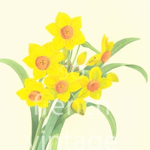 Daffodil Narcissus Large Size Redoute Vintage Botanical print Nature wall art