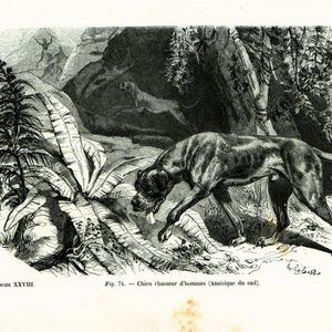 Puede incluir: Una ilustración en blanco y negro de un perro en un entorno de bosque. El perro es una raza de caza con un hocico largo y una construcción muscular. El perro está de pie sobre sus patas traseras, con sus patas delanteras levantadas en el aire. El perro está mirando hacia la derecha y su cola está moviéndose. El bosque es denso y oscuro, con árboles y arbustos en el fondo. La ilustración está titulada "Fig. 74. Chien chasseur d'omes (Amérique du sud)."