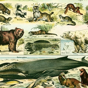 洋書 CLASSIC NATURAL HISTORY PRINTS MAMMALS Amazon.co.jp: Classic Natural History Prints: Mammals : Rh