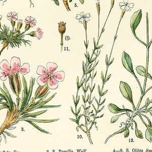1885 Pink family Silene Caryophyllaceae Saxigraga Antique Lithograph Print poster Identication chart image 4