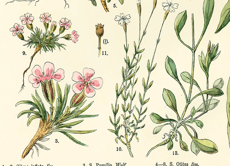 1885 Pink family Silene Caryophyllaceae Saxigraga Antique Lithograph Print poster Identication chart image 4