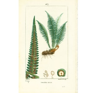 Puede incluir: Una ilustración botánica vintage de un helecho, con una representación detallada de las frondas, las raíces y las esporas de la planta. La ilustración está en tonos de verde, marrón y blanco, y está etiquetada como "FOUGERE-MALE."