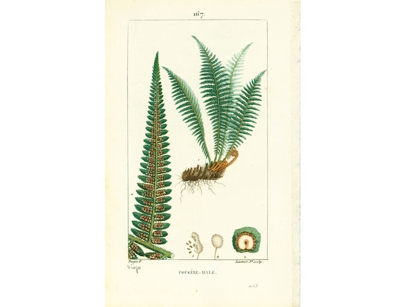 1814 Dryopteris filix-mas Mnnlicher Farn, Alte Botanische Platte,  Medizinische Flora Homopathie Chaumeton Panckoucke Poiret Turpin - Etsy  sterreich