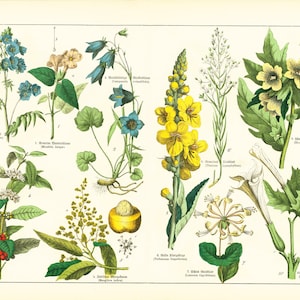 1869 nacht schoonheid Campanula koffie Datura Henbane kamperfoelie mangoboom bloem geneeskrachtige plant oude plaat botanische poster poster