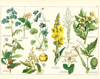 1869 Antique Henbane Stinking nightshade moon Flower datura Medicinal Poisonous Plant Lithograph Orignal Print poster Botanical chart
