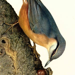 1969 wood nuthatch Sitta europaea print, Vintage Alpine Mountain Bird Print, Ornithology, nature wall art image 3