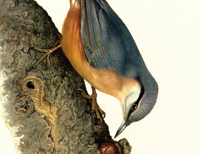 1969 wood nuthatch Sitta europaea print, Vintage Alpine Mountain Bird Print, Ornithology, nature wall art image 3