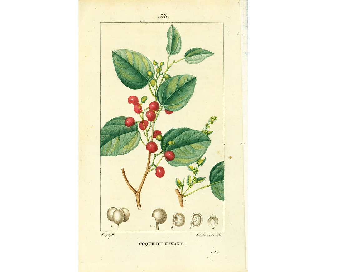 1814 Coque du Levant Anamirta cocculus Ancienne Planche Botanique — free download