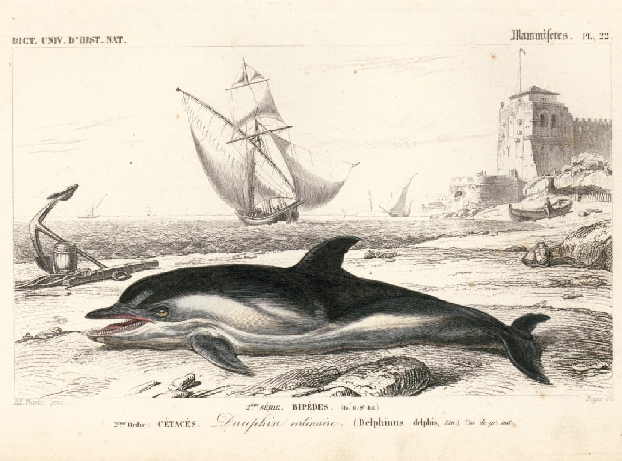 1861年 イルカのアンティーク彫刻 オルビニー、イルカのオリジナル版画