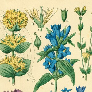 1885 Gentianaceae Medicinal Plant, XL Chart Periwinkle Gentian Viola, Herbs Herbal Botanical Lithograph Print Wall Art Home Decor Framing image 4