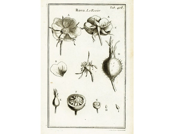 1797 Antique Rose Hip Flower Rosa Canina Print Botanical