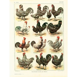 1922 Vintage Hens Roosters Chicken Breeds Lithograph. Farm Animals Print. Antique poultry illustration. Larousse Encyclopedia