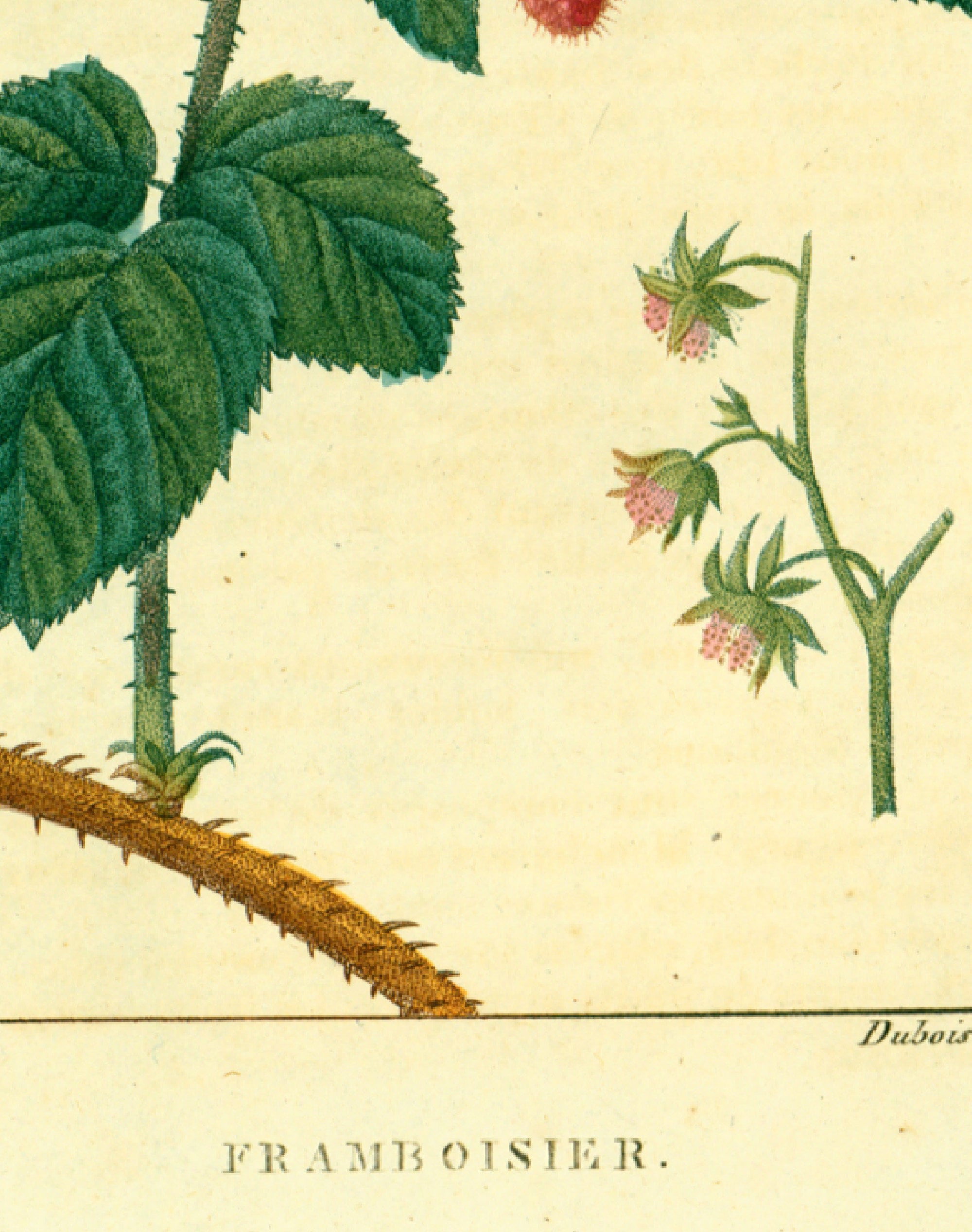 1814 Antique Red Raspberry Print Fruit Plant Natural History Botanical ...