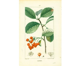 1831 Whitebeam Antique Print Fruit Tree Poisonous Plant Natural History Botanical Botany Wall Art framing Home decor