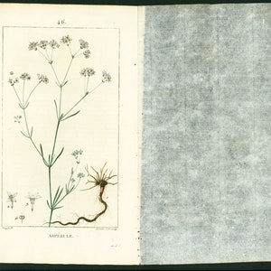 1814 Dyer's woodruff Asperula tinctoria Antique Prints Botanical Wall Art To Frame image 5