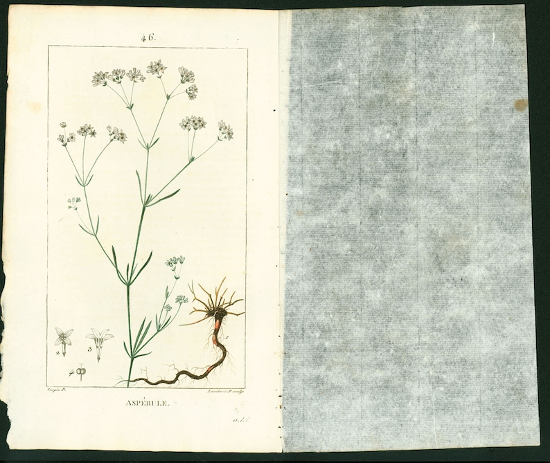 1814 Dyer's woodruff Asperula tinctoria Antique Prints Botanical Wall Art To Frame image 5