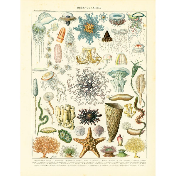 1897 Océanographie, Planche Originale Larousse illustré, Etoile de mer Méduse Anémone, Illustration Grand Format 125 ans d'âge