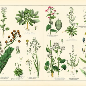 1869 Crambe maritieme maanroos van Jericho isatis tinctoria Capsella bursa-pastoris waterkers Kruisbloemige Brassicaceae Botanische plaat