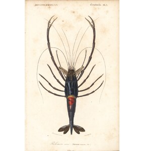 1861 Crayfish. Antique Engraving. Hand colored. Authentic Antique Print. Orbigny. Handpainted lithograph. Sea life. Crustacean. Shellfish.
