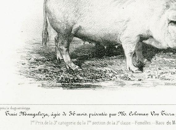 1856 Porc Mangalitza Porc Laineux Races Porcines Planche Etsy