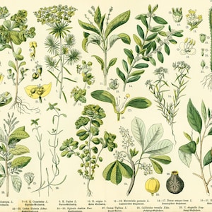 1885 Euphorbia Euphorbia Planten Wild Toxics Originele Botanische Plank
