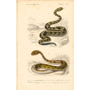 1861 Rattle Snake Antique Engraving, Original Print, Natural History, Victorian zoology, Reptiles wall art, Rattler snake image 1