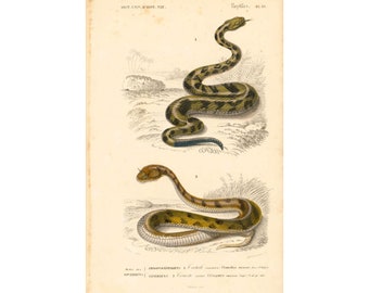 1861 Rattle Snake Antique Engraving, Original Print, Natural History, Victorian zoology, Reptiles wall art, Rattler snake