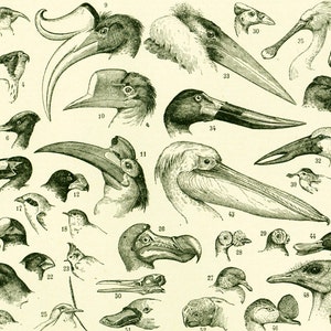 1897 Les becs d'oiseaux vecchia illustrazione piatto originale Larousse 115 ANNI