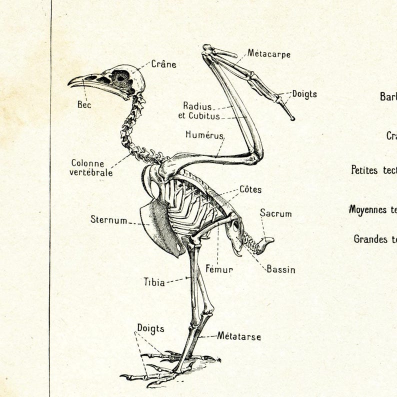 1922 anatomy skelet kip haan vogel. Larousse geïllustreerd Etsy