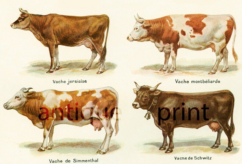 Comment On Dit Vache En Anglais