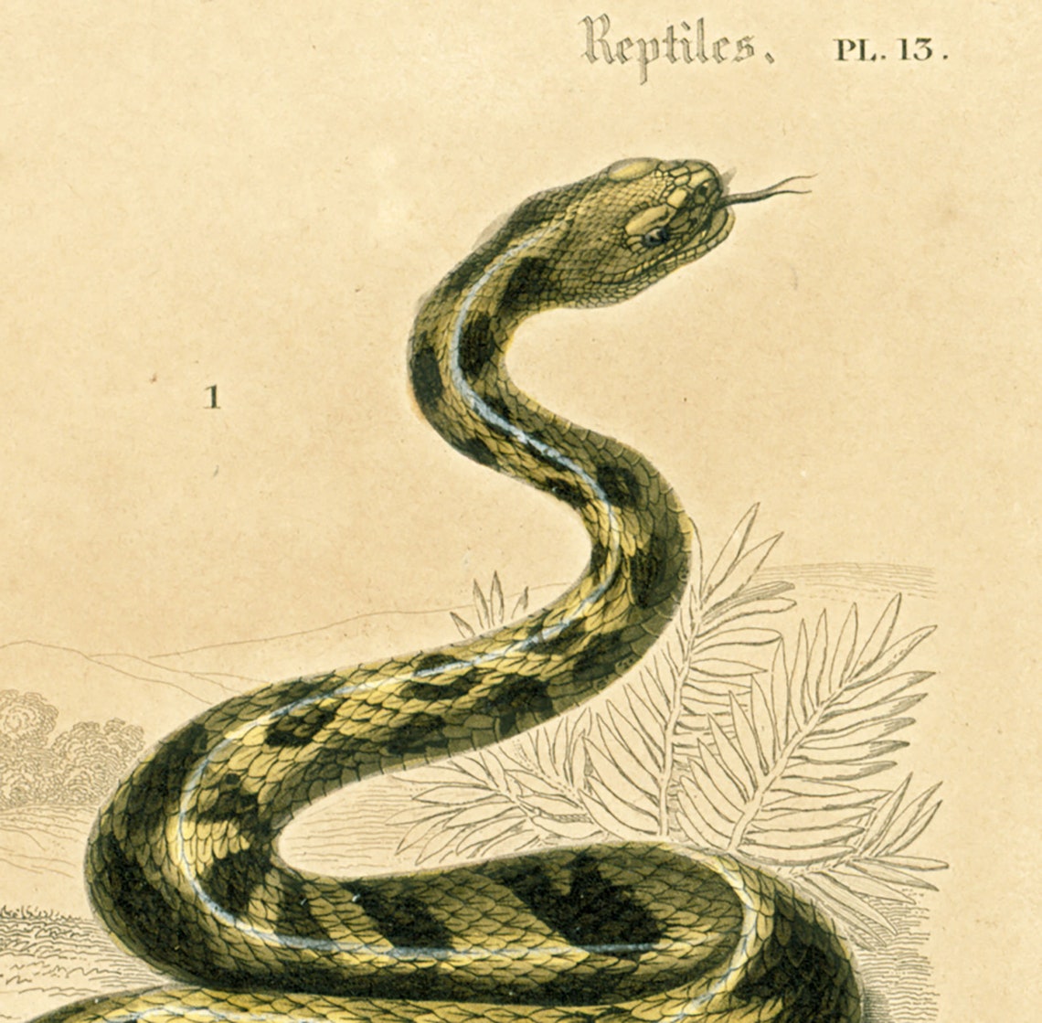 1861 Rattle Snake Antique Engraving Original Print Natural - Etsy