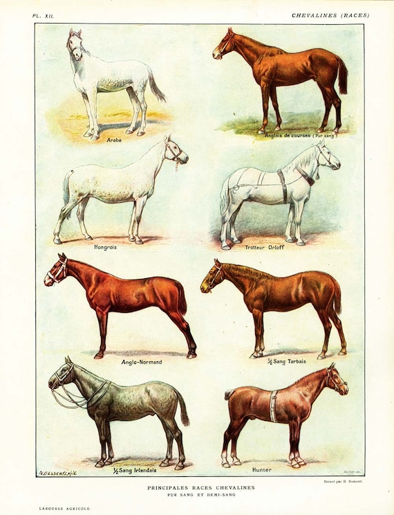 Las Razas De Caballos Mas Hermosas Del Mundo