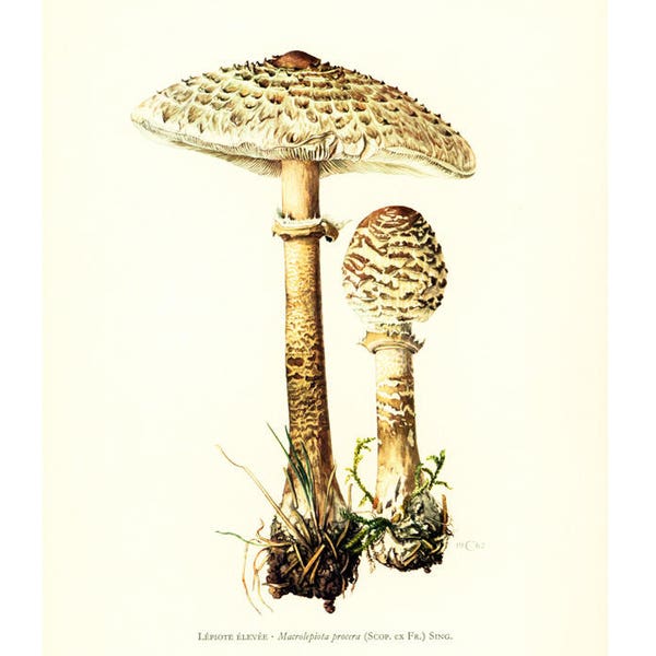 1962 Parasol Mushroom. Antique Print - Mushroom hunting - Macrolepiota - vintage illustration