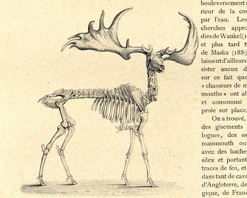 1908 Antique MOOSE print Prehistoric Deer Skeleton | Etsy