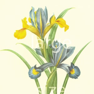 1983 Iris Xiphium LARGE FORMAT Pierre-Joseph REDOUTE Niebieskie kwiaty, talerz botaniczny