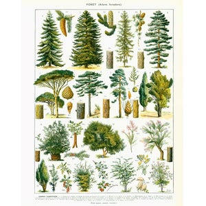 1933 Antique Conifer Trees print, Forest Broad-leaved Trees, Country decor, wall art home decor
