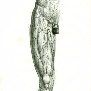 May include: A detailed anatomical illustration of the human leg, showing the veins and arteries. The image is in black and white and has a vintage aesthetic.