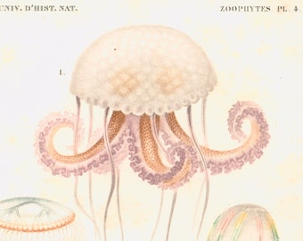 1861 Jellyfish, Medusa by Ch. Orbigny, Original Antique Print, Zoophytes, Ocean life decor, Sea life victorian art, Pelagia chart print