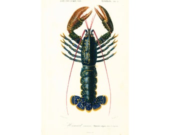 1861 Lobster Authentic Antique Print, Original Hand colored Chromolithography by the french naturalist Orbigny