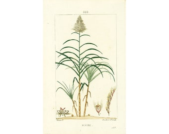 1814 Caña de azúcar Antigua placa botánica Flora médica Homeopatía Chaumeton Panckoucke Poiret Turpin
